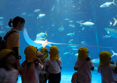 水族館に行きました