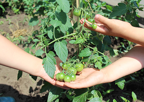 子どもたちが育てた野菜