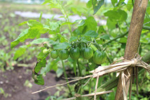 菱田保育園のブログ