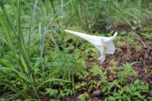 菱田保育園のブログ